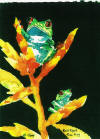 Frogs copyright Clarified Design LLC, 2011